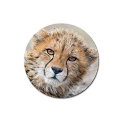 Leopard Laying Down Magnet 3  (round) by trendistuff