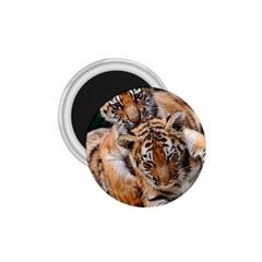 Baby Tigers 1 75  Magnets by trendistuff