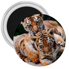 Baby Tigers 3  Magnets by trendistuff