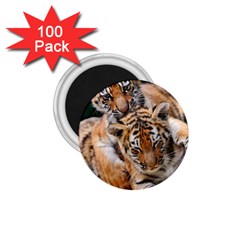 Baby Tigers 1 75  Magnets (100 Pack)  by trendistuff