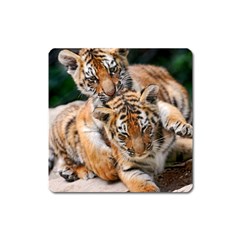 Baby Tigers Square Magnet by trendistuff