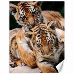 BABY TIGERS Canvas 18  x 24   17.8 x23.08  Canvas - 1