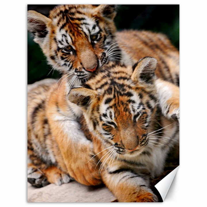 BABY TIGERS Canvas 18  x 24  