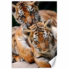 Baby Tigers Canvas 20  X 30  