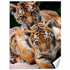 Baby Tigers Canvas 36  X 48   by trendistuff