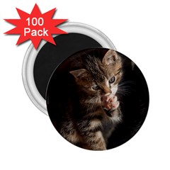 Talk To The Paw 2 25  Magnets (100 Pack)  by trendistuff