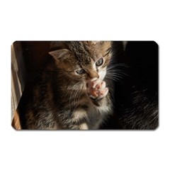 Talk To The Paw Magnet (rectangular) by trendistuff