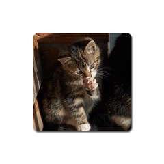 Talk To The Paw Square Magnet by trendistuff