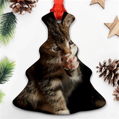 Talk To The Paw Ornament (christmas Tree)