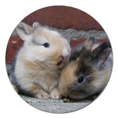 Small Baby Rabbits Magnet 5  (round) by trendistuff