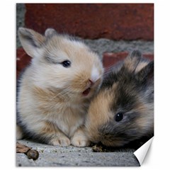 Small Baby Rabbits Canvas 8  X 10  by trendistuff