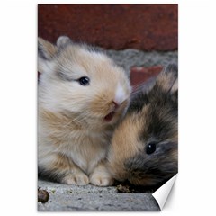 Small Baby Rabbits Canvas 20  X 30   by trendistuff