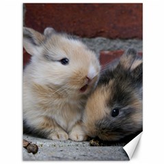 Small Baby Rabbits Canvas 36  X 48   by trendistuff