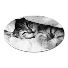 Sleepy Kitty Oval Magnet by trendistuff