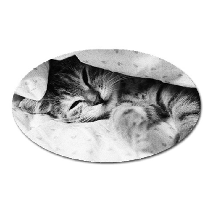 SLEEPY KITTY Oval Magnet