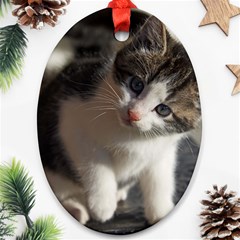 Questioning Kitty Ornament (oval)  by trendistuff