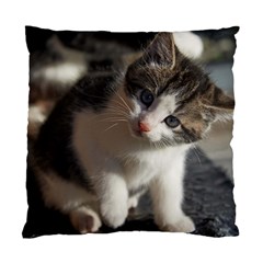 Questioning Kitty Standard Cushion Case (one Side)  by trendistuff