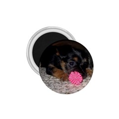 PUPPY WITH A CHEW TOY 1.75  Magnets