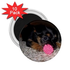 PUPPY WITH A CHEW TOY 2.25  Magnets (10 pack) 