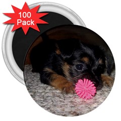 Puppy With A Chew Toy 3  Magnets (100 Pack) by trendistuff