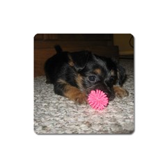 PUPPY WITH A CHEW TOY Square Magnet