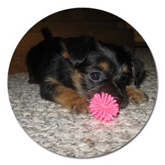 PUPPY WITH A CHEW TOY Magnet 5  (Round)