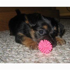 Puppy With A Chew Toy Collage 8  X 10 