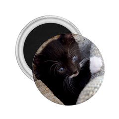 Pretty Blue-eyed Kitty 2 25  Magnets by trendistuff