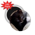 PRETTY BLUE-EYED KITTY 2.25  Magnets (100 pack)  Front