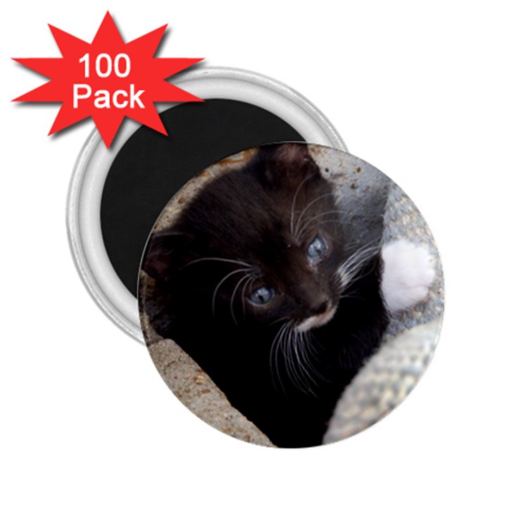 PRETTY BLUE-EYED KITTY 2.25  Magnets (100 pack) 