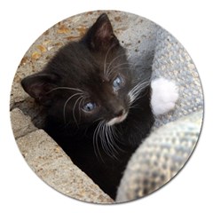 Pretty Blue-eyed Kitty Magnet 5  (round) by trendistuff