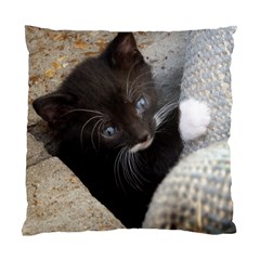 Pretty Blue-eyed Kitty Standard Cushion Cases (two Sides)  by trendistuff