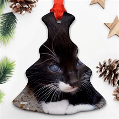 Kitty In A Corner Ornament (christmas Tree)