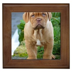 Cute Wrinkly Puppy Framed Tiles by trendistuff