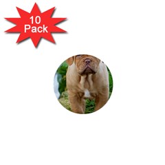 Cute Wrinkly Puppy 1  Mini Buttons (10 Pack)  by trendistuff