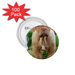 Cute Wrinkly Puppy 1 75  Buttons (100 Pack) 