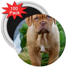 Cute Wrinkly Puppy 3  Magnets (100 Pack) by trendistuff