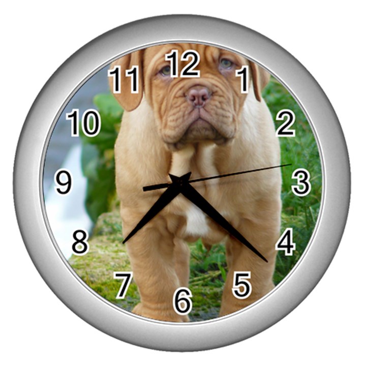 CUTE WRINKLY PUPPY Wall Clocks (Silver) 