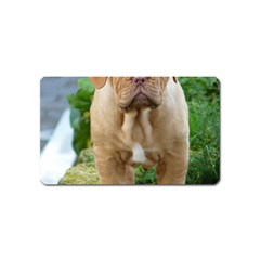 Cute Wrinkly Puppy Magnet (name Card) by trendistuff