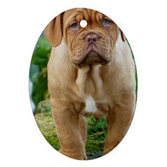 Cute Wrinkly Puppy Oval Ornament (two Sides) by trendistuff