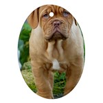 CUTE WRINKLY PUPPY Oval Ornament (Two Sides) Back