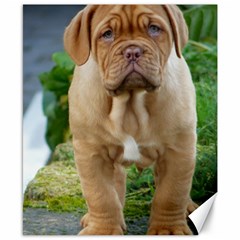 Cute Wrinkly Puppy Canvas 8  X 10  by trendistuff