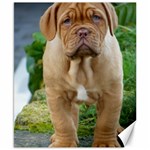 CUTE WRINKLY PUPPY Canvas 8  x 10  8.15 x9.66  Canvas - 1