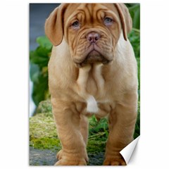 Cute Wrinkly Puppy Canvas 12  X 18   by trendistuff