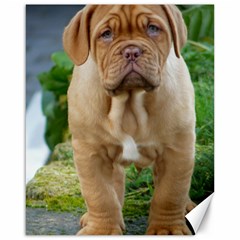 Cute Wrinkly Puppy Canvas 16  X 20   by trendistuff