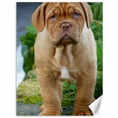 Cute Wrinkly Puppy Canvas 36  X 48   by trendistuff