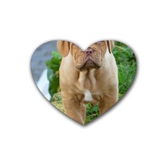 Cute Wrinkly Puppy Rubber Coaster (heart)  by trendistuff