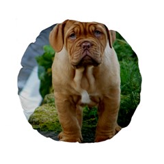 Cute Wrinkly Puppy Standard 15  Premium Flano Round Cushions by trendistuff