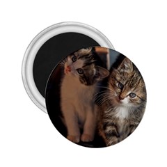 Cute Kitties 2 25  Magnets by trendistuff