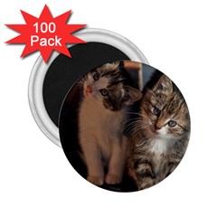 Cute Kitties 2 25  Magnets (100 Pack)  by trendistuff